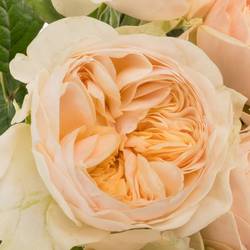 Rose apricot Freya Gardens gefüllt 40cm