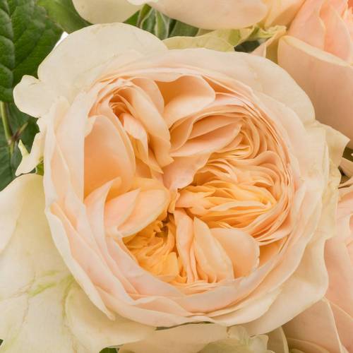 Rose apricot Freya Gardens gefüllt 40cm