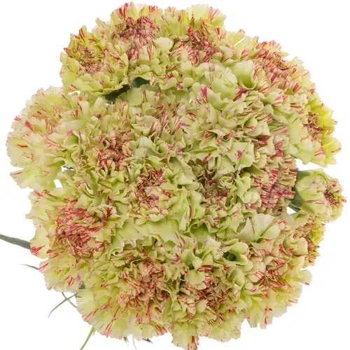 Nelke grün Mochi 70cm