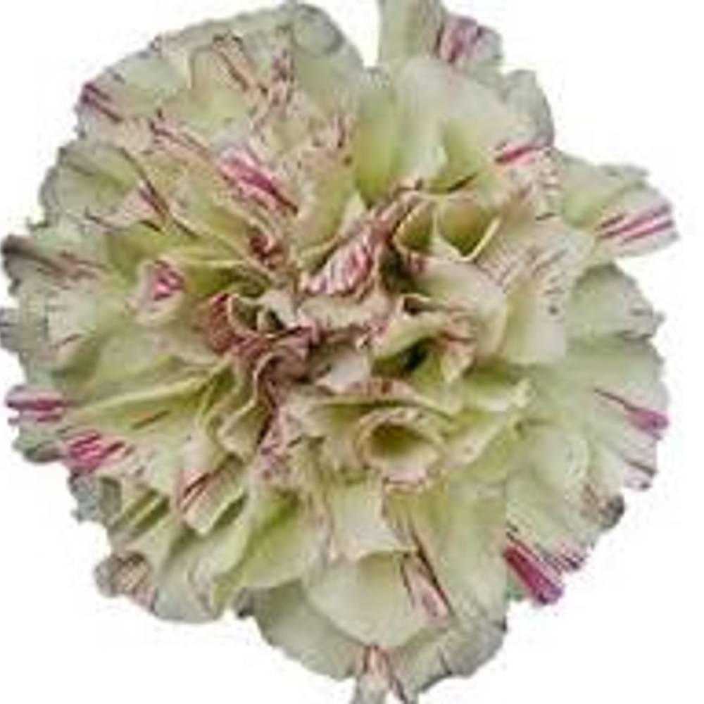 Nelke grün/rot Mochi 70cm