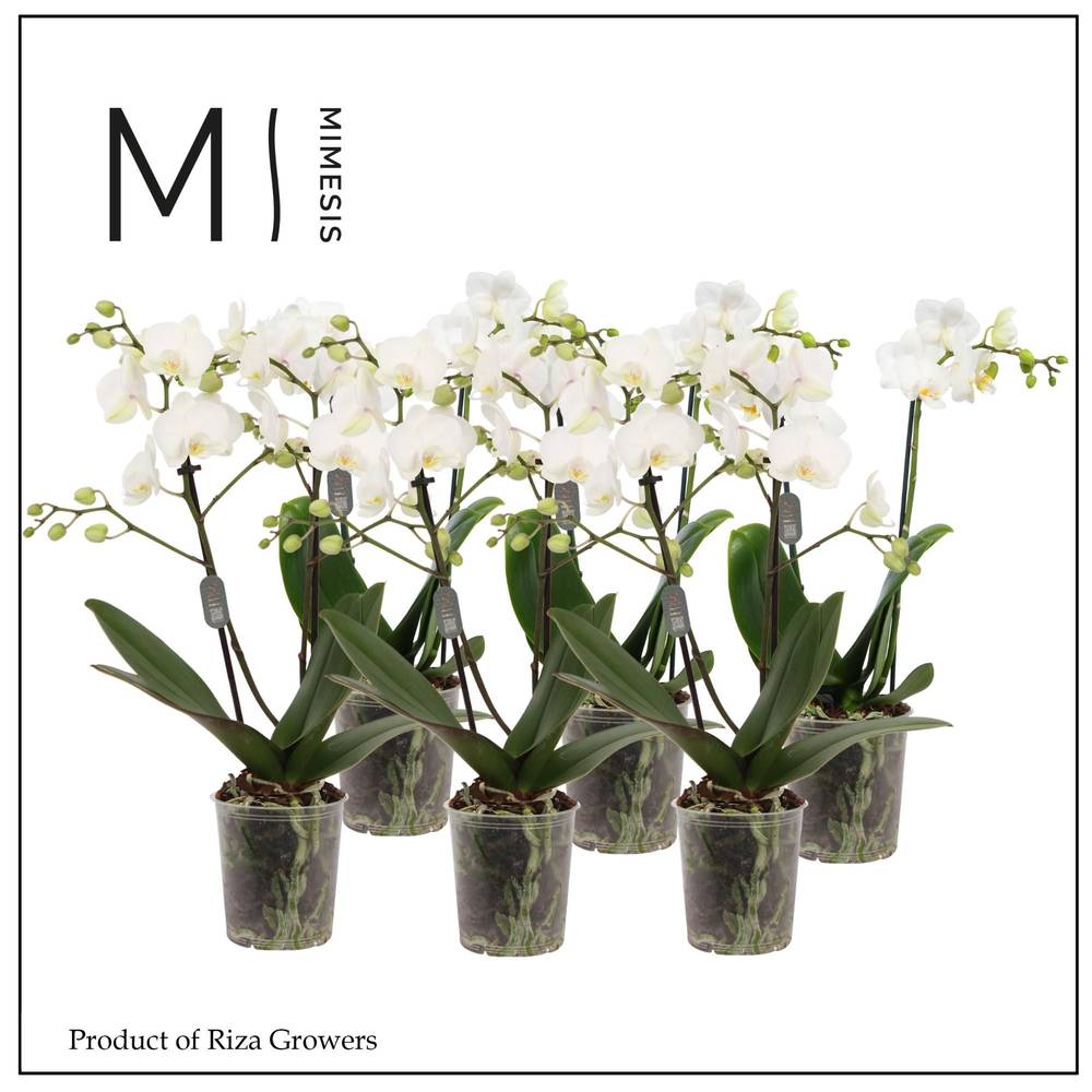 Phal.2-R weiss Mimesis T09 H035