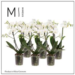 Phal.2-R weiss Mimesis T09 H035