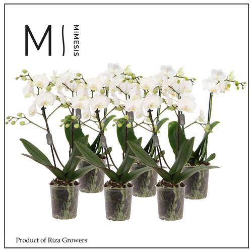 Phal.2-R weiss Mimesis T09 H035