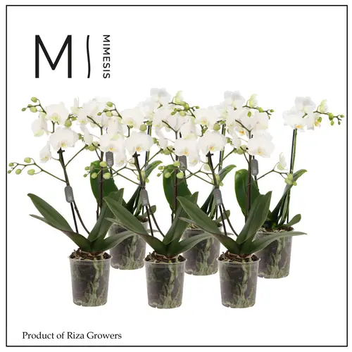 Phal.2-R weiss Mimesis T09 H035