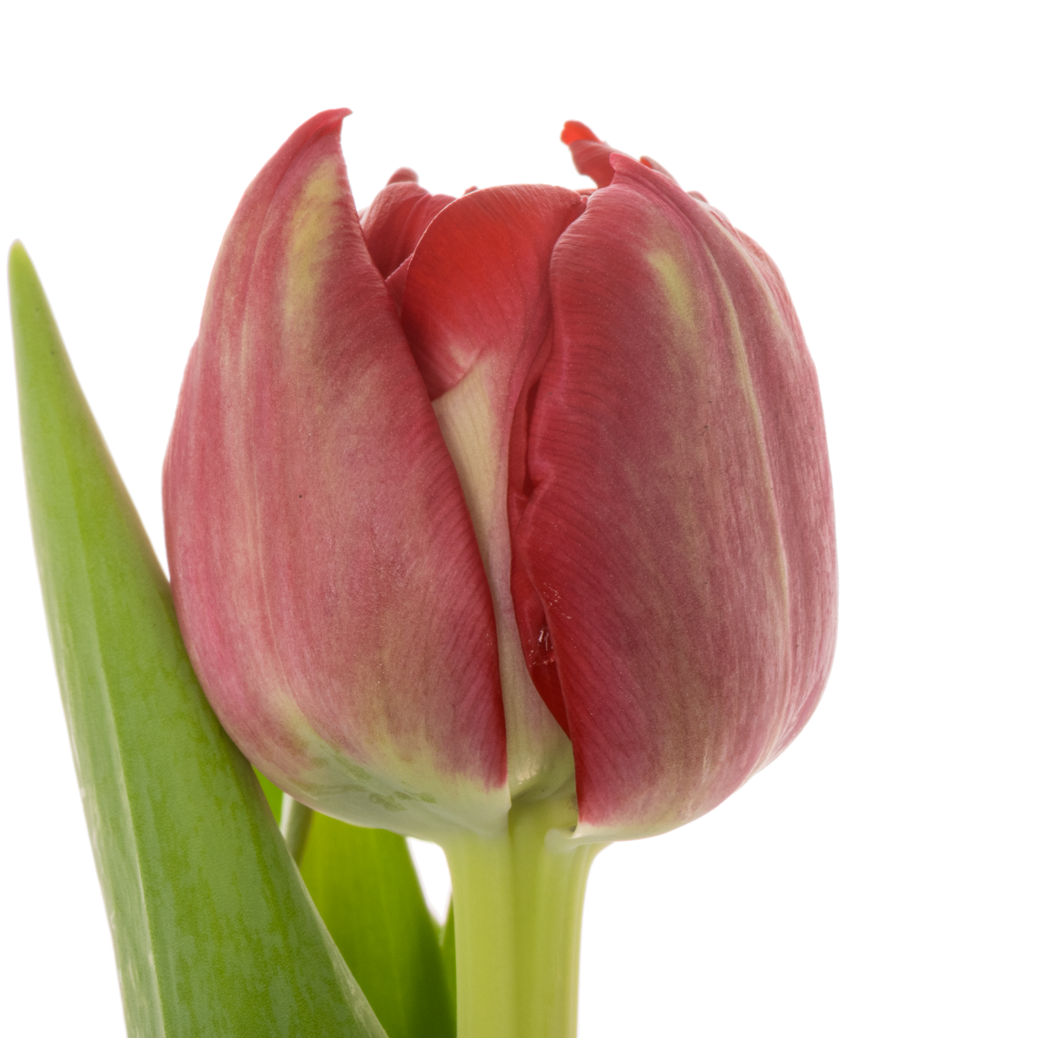 Tulpe rot doppel Casback Triflor 36 Grammm