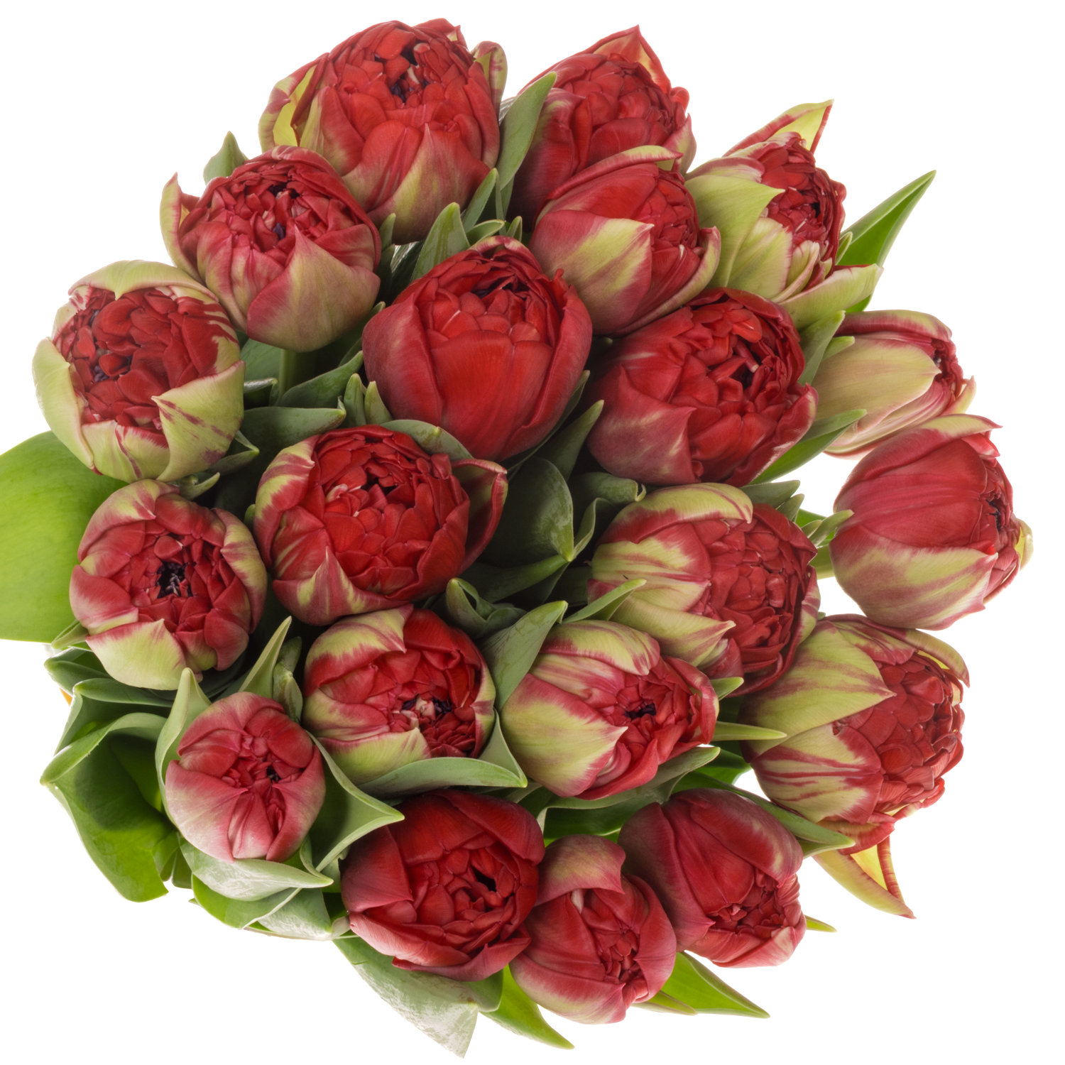Tulpe rot doppel Casback Triflor 36 Grammm