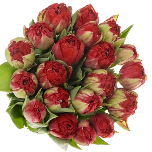 Tulpe rot doppel Casback Triflor 36 Grammm