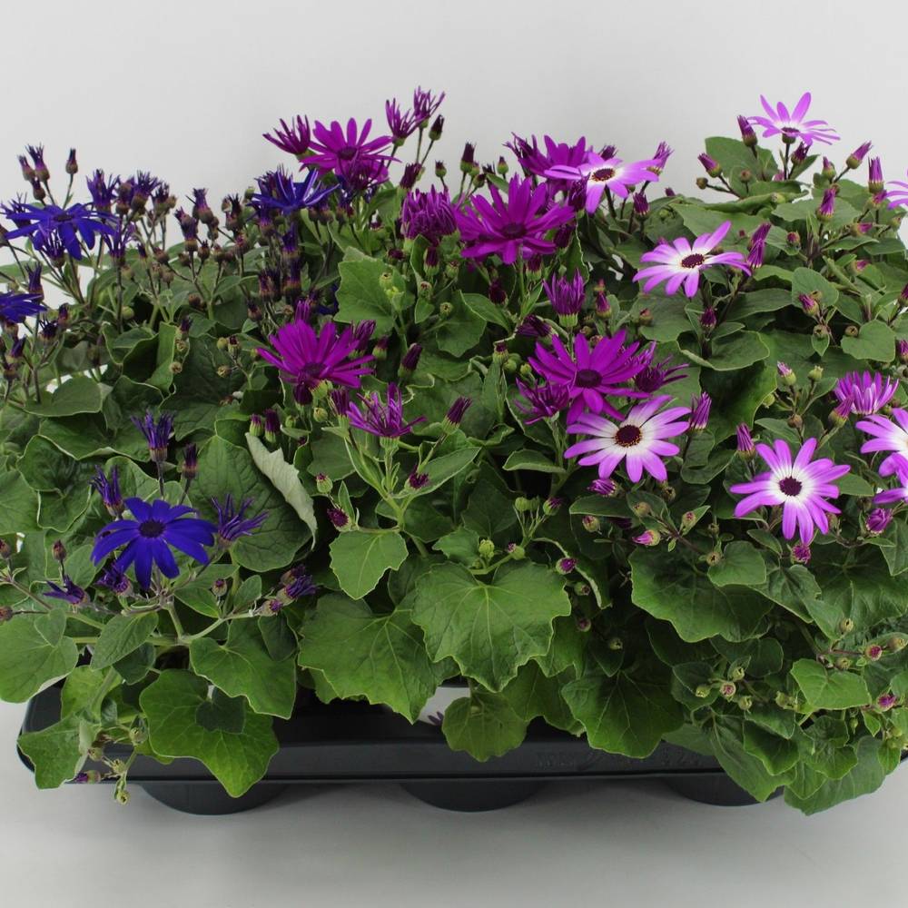 Senecio Senetti mix T15 H038