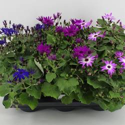 Senecio Senetti mix T15 H038