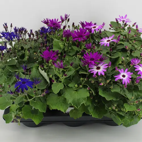 Senecio Senetti mix T15 H038