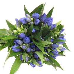 Enzian blau Just Blue 60cm