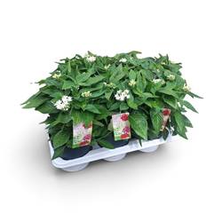 Pentas weiss T17 H038