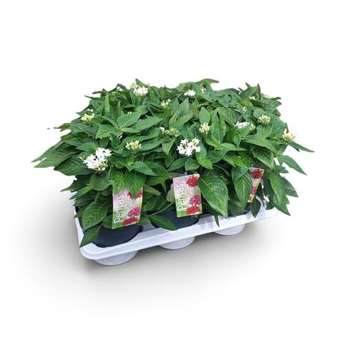 Pentas weiss T17 H038