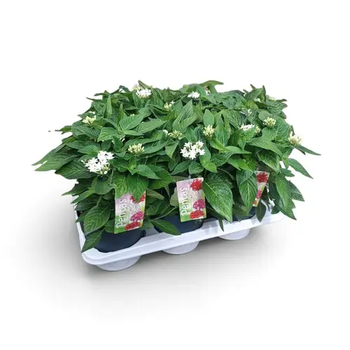Pentas weiss T17 H038