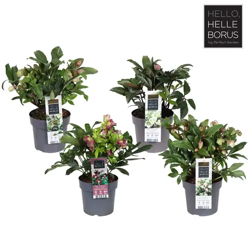 Helleborus mix T17 H040