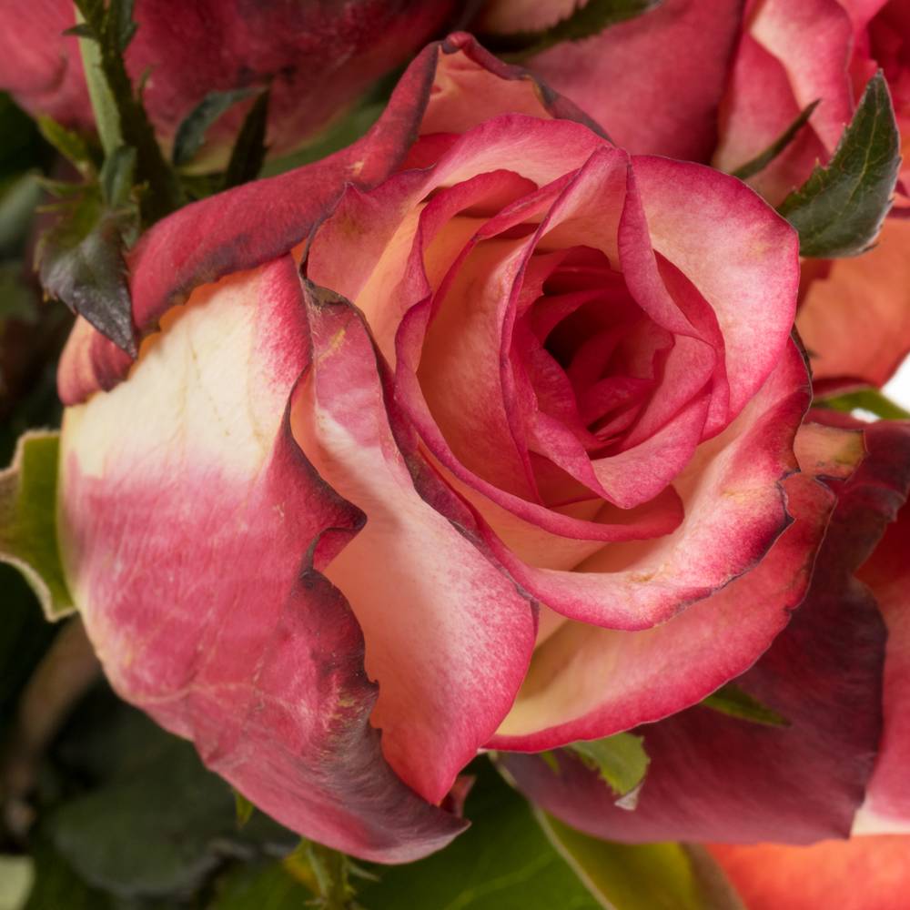 Rose creme/rot Spark Condor 40cm