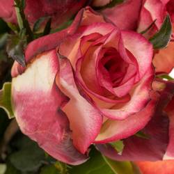 Rose creme/rot Spark Condor 40cm