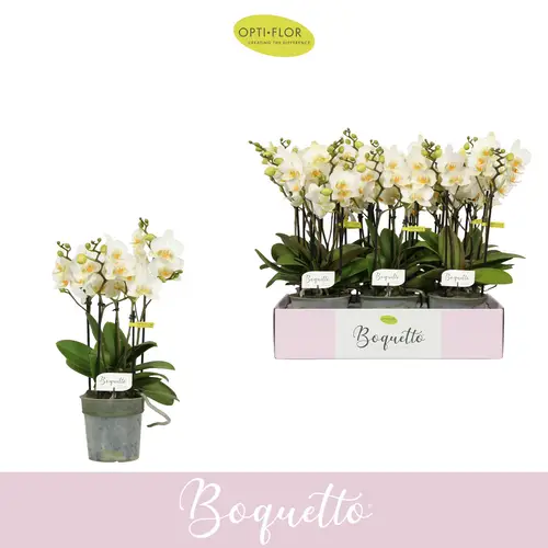 Phal.3-R weiss Boquetto Beauty T12 H045