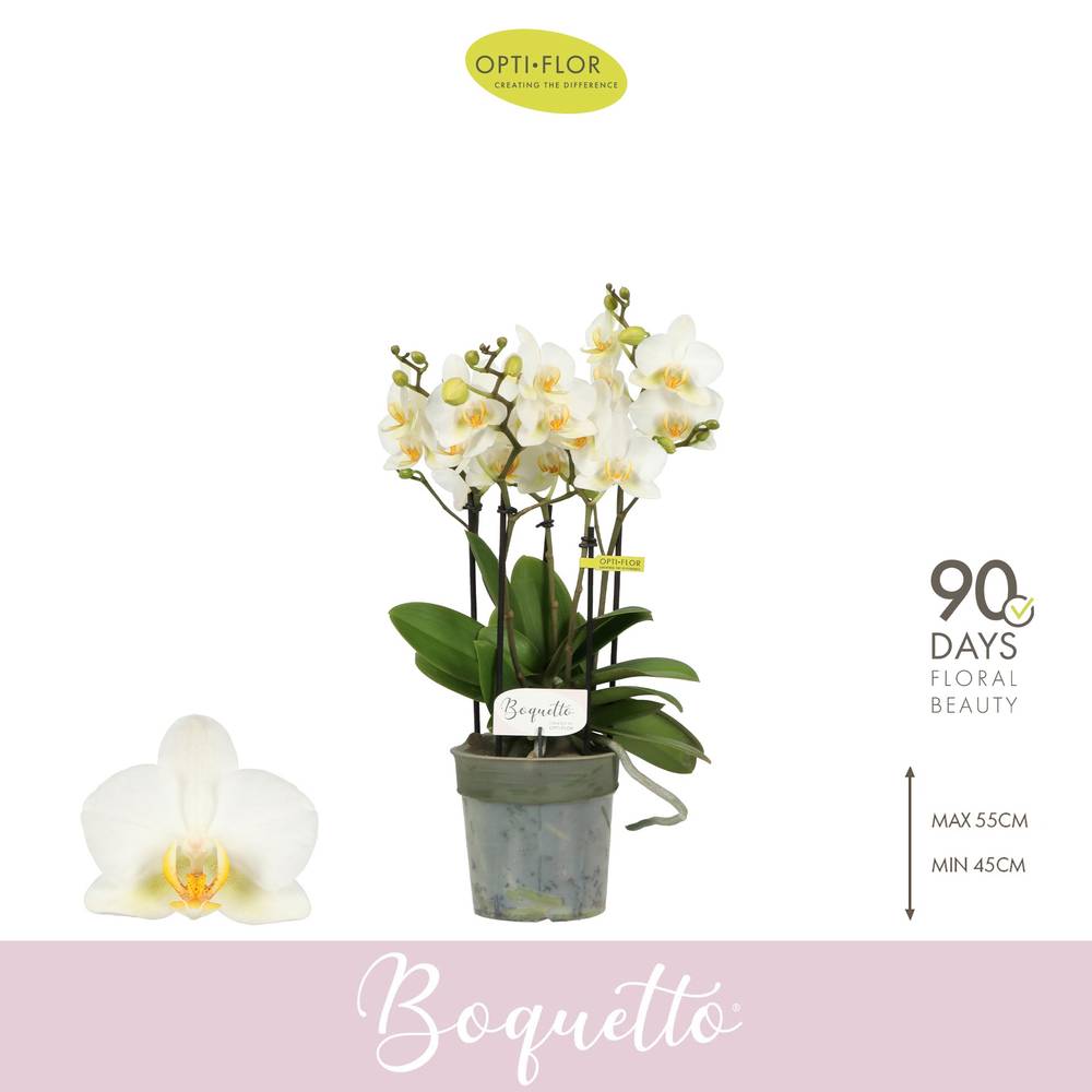 Phal.3-R weiss Boquetto Beauty T12 H045