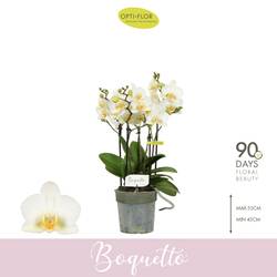 Phal.3-R weiss Boquetto Beauty T12 H045