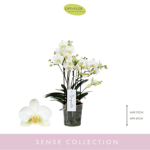 Phal.3-R weiss Boquetto Beauty T12 H35