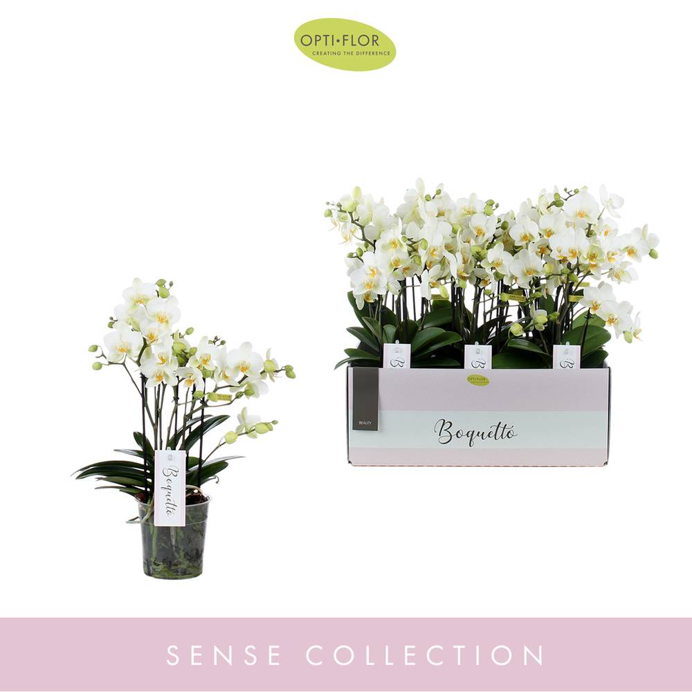 Phal.3-R weiss Boquetto Beauty T12 H35