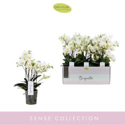 Phal.3-R weiss Boquetto Beauty T12 H35
