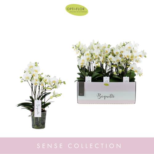 Phal.3-R weiss Boquetto Beauty T12 H35