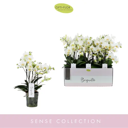 Phal.3-R weiss Boquetto Beauty T12 H35