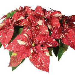 Poinsettia Super Glitzer 5+ T12 H035