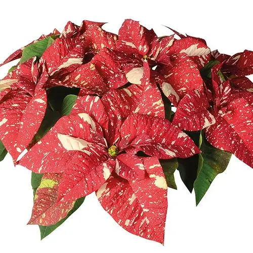 Poinsettia Super Glitzer 5+ T12 H035