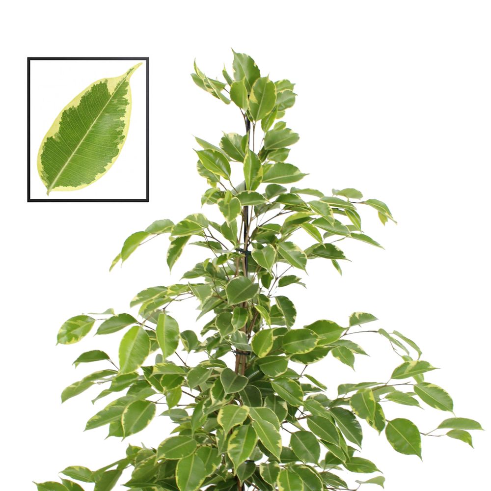 Ficus Benj.Golden King T21 H110