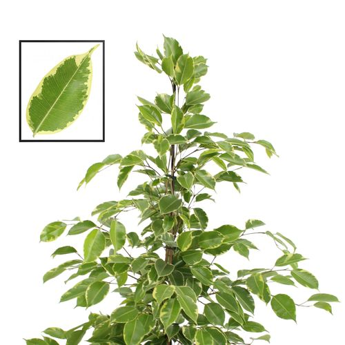 Ficus Benj.Golden King T21 H110