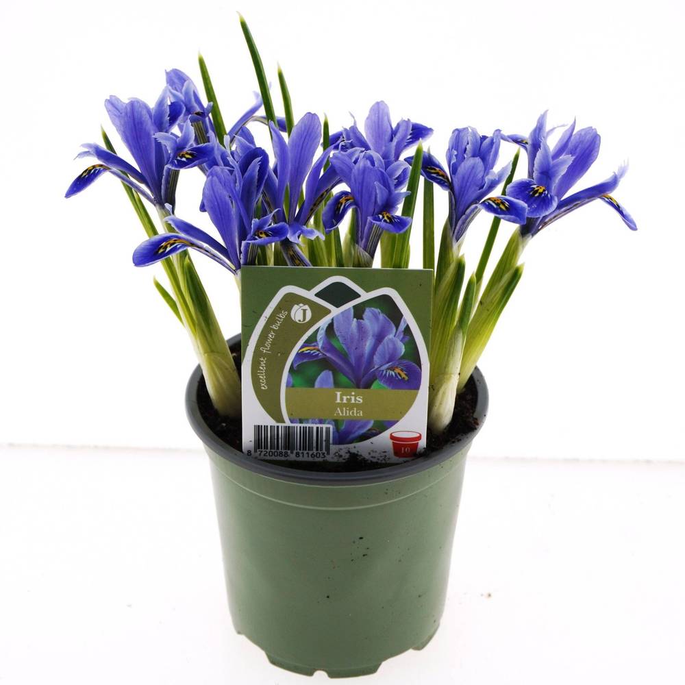 Iris 7er mix T10 H014