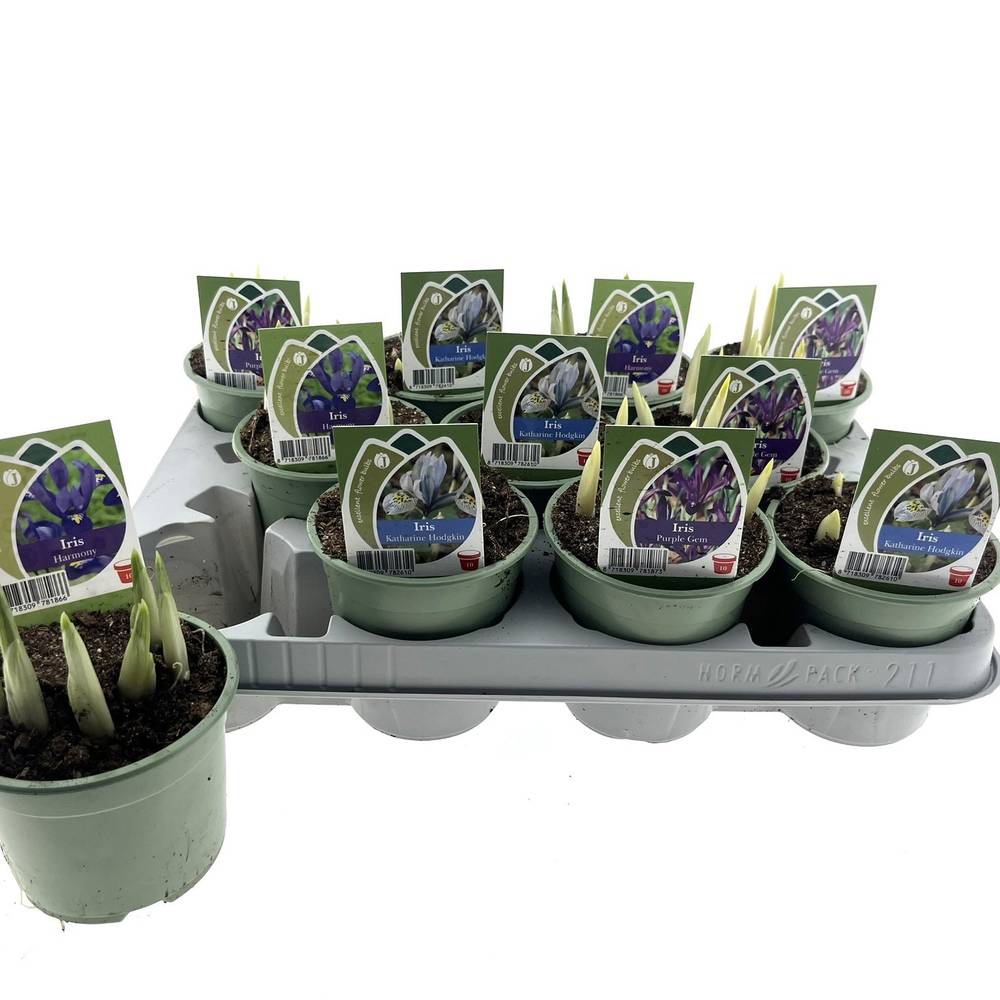 Iris 7er mix T10 H014