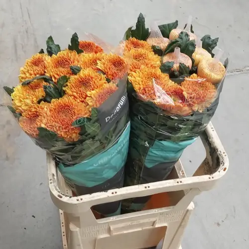 Chrys.Deko orange  Jackfruit 110Gramm 75cm