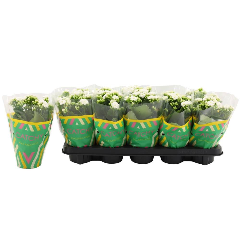 Kalanchoe Gef. weiss Catchy Season T10,5 H023
