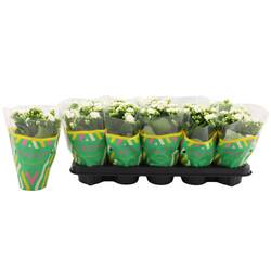 Kalanchoe Gef. weiss Catchy Season T10,5 H023
