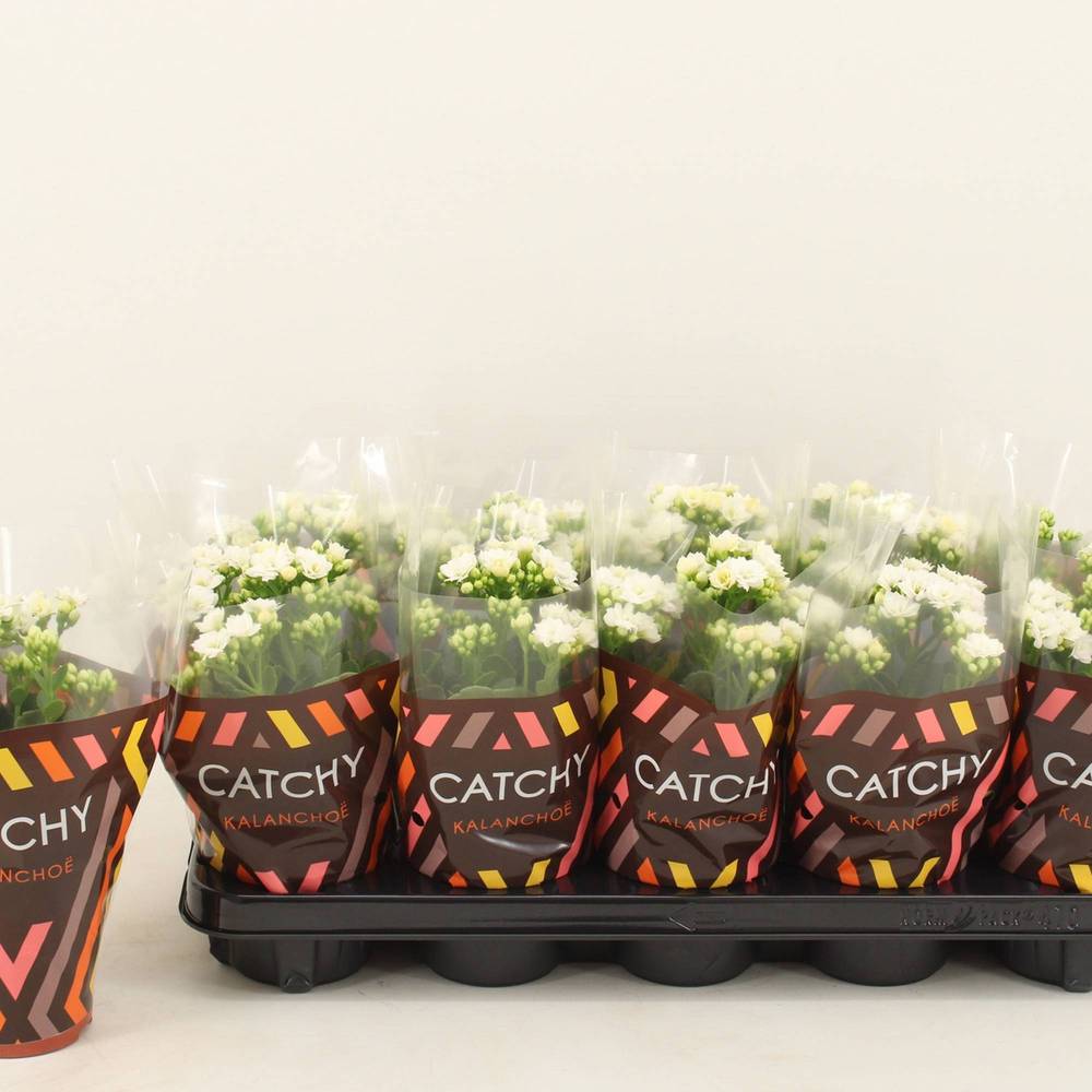 Kalanchoe Gef. weiss Catchy Season T10,5 H023
