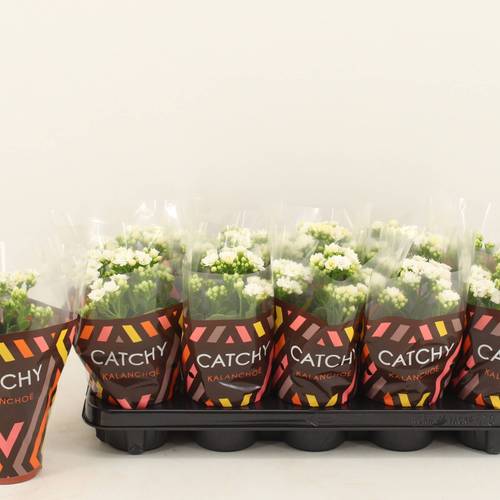 Kalanchoe Gef. weiss Catchy Season T10,5 H023