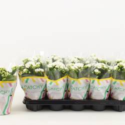 Kalanchoe Gef. weiss Catchy Season T10,5 H023