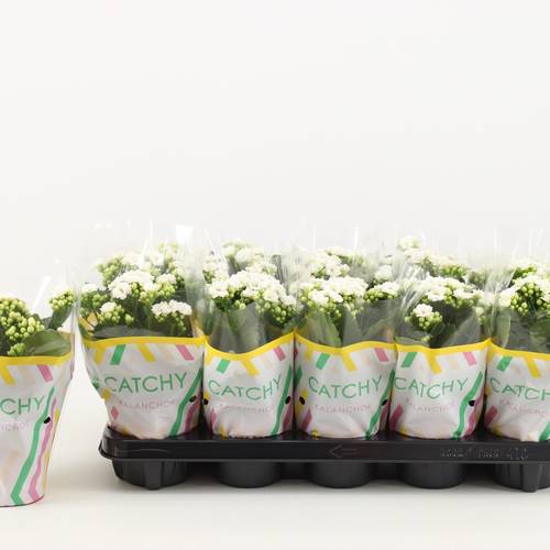 Kalanchoe Gef. weiss Catchy Season T10,5 H023