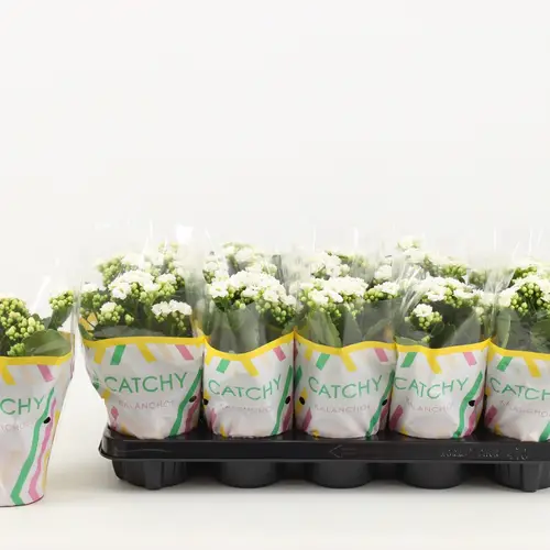 Kalanchoe Gef. weiss Catchy Season T10,5 H023