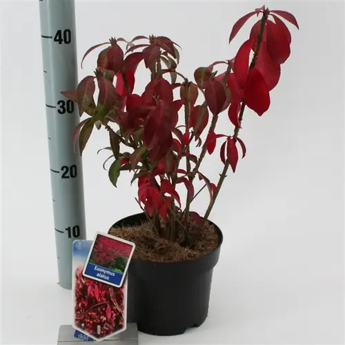 Euonymus Alatus T17 H30