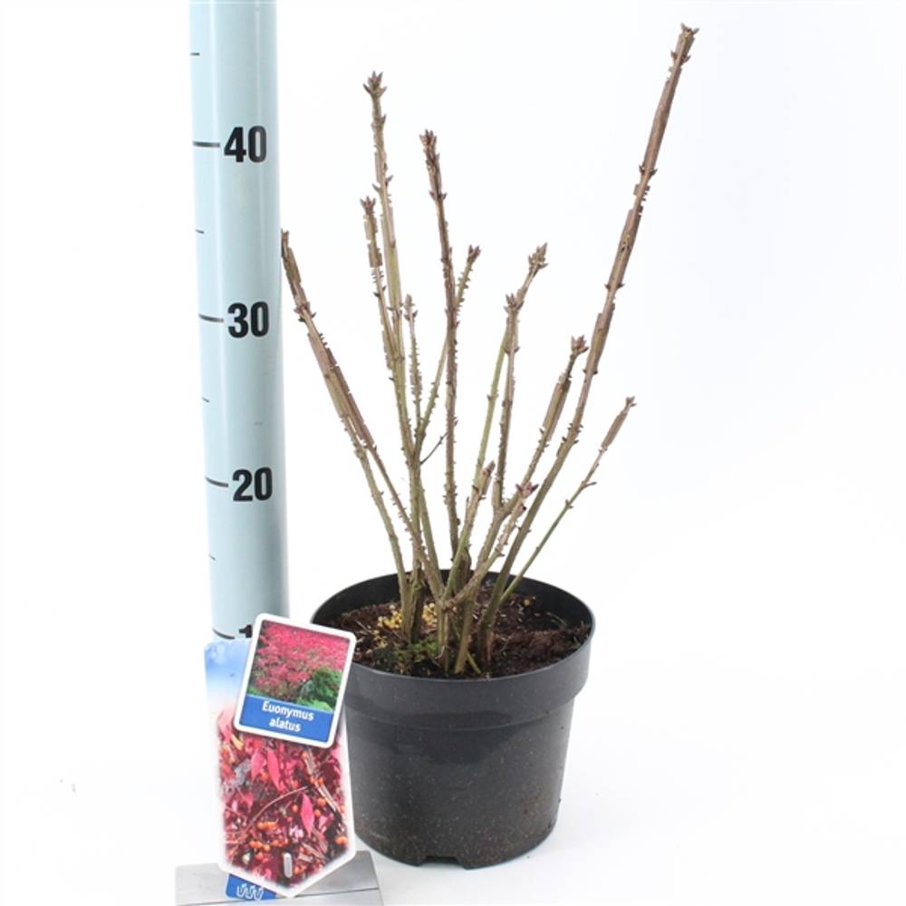 Euonymus Alatus T17 H30