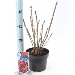 Euonymus Alatus T17 H30