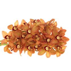 Cymbidium orange Charly Brown 80cm 13+Blüte