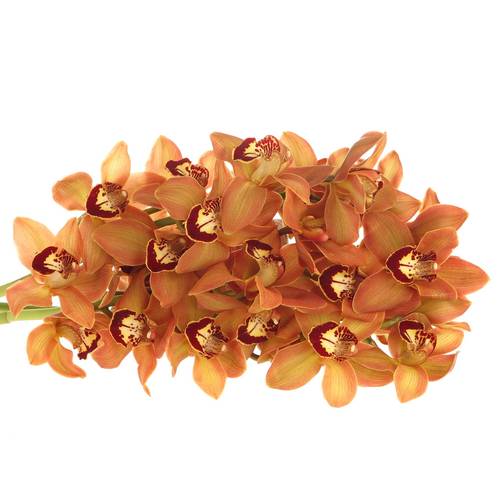 Cymbidium orange Charly Brown 80cm 13+Blüte