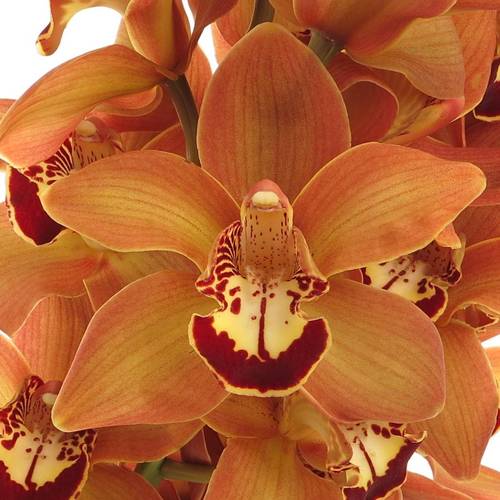 Cymbidium orange Charly Brown 80cm 13+Blüte