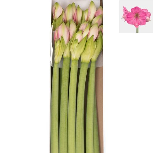 Amaryllis Krt.rosa Paris X15
